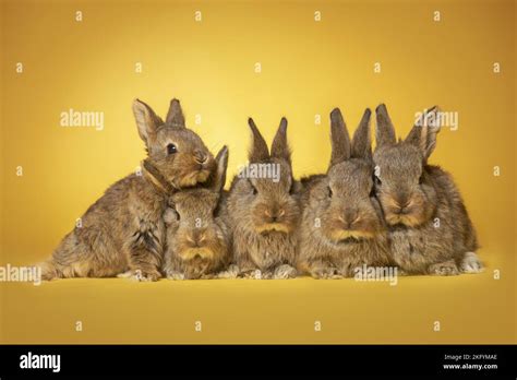 5 Young Rabbits Stock Photo Alamy