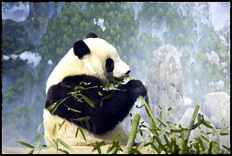 Panda Bear Backgrounds Wallpaper Cave