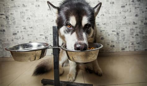 For instance, dogs with a short snout are better off with flat bowls, while dogs with long snouts need deep bowls. 5 Benefits of Elevated Food Bowls for Dogs: Myths or Facts?