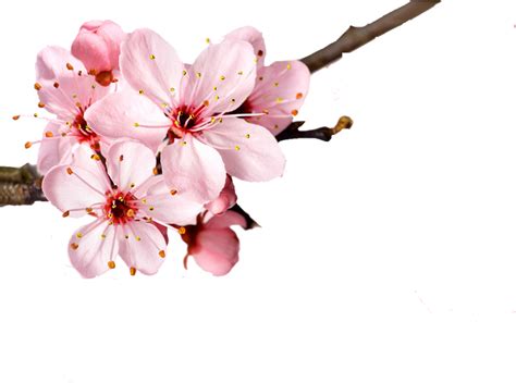 Transparent Cherry Blossom Png Cherry Blossom Petals Png Images And