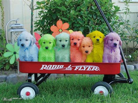 Rainbow Dog Worth1000 Contests