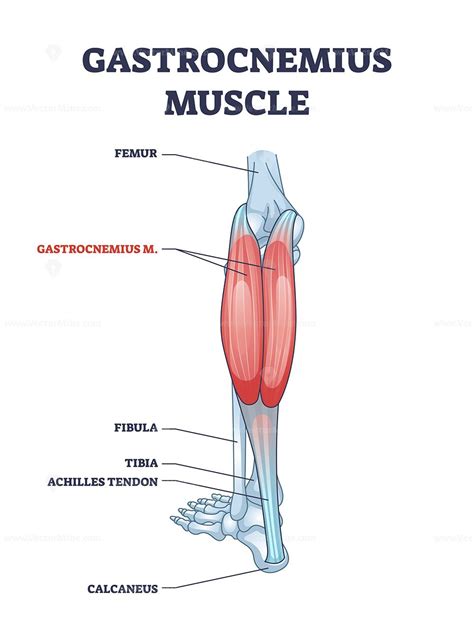 Leg Anatomy Muscle Anatomy Human Anatomy Gastrocnemius Muscle Human