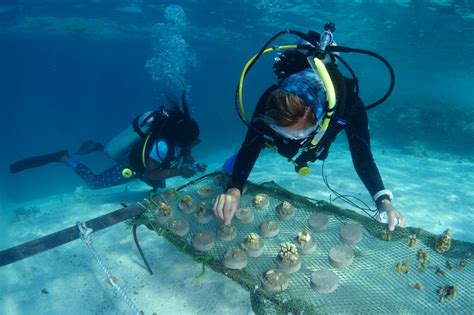 Coral Restoration Is It Worth It Blue Marine Foundation