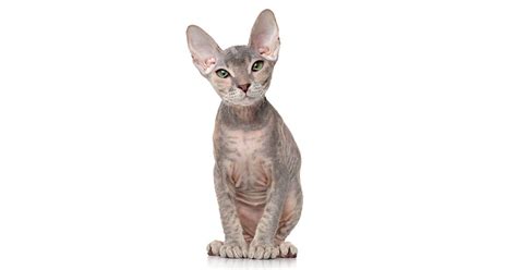 The Donskoy Information About This Hairless Cat Breed