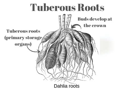 Bulbs Corm Rhizomes Tubers And Tuberous Roots Whats The Difference