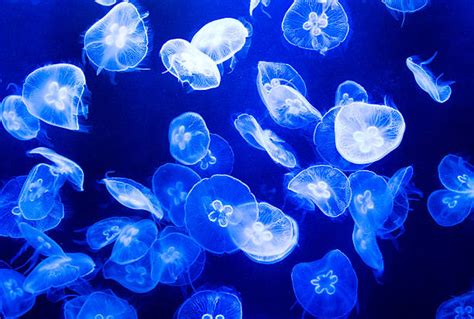 Best Jellyfish Stock Photos Pictures And Royalty Free Images Istock