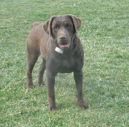 6 male and 3 female black labrador retriever pups for sale. Chocolate Labs, Yellow Labs, Black Lab Puppies for sale in ...