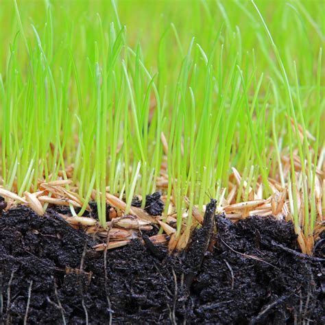 Best Types Of Grass Seed For Michigan Lawns Alpine Tree And Lawn Care