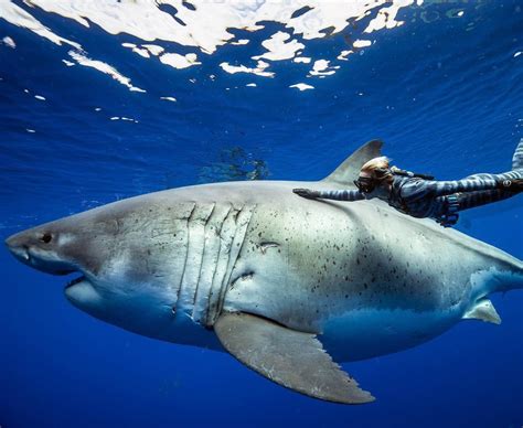 Photographs Of Whats Believed To Be The Largest Great White Shark Ever Recorded In History