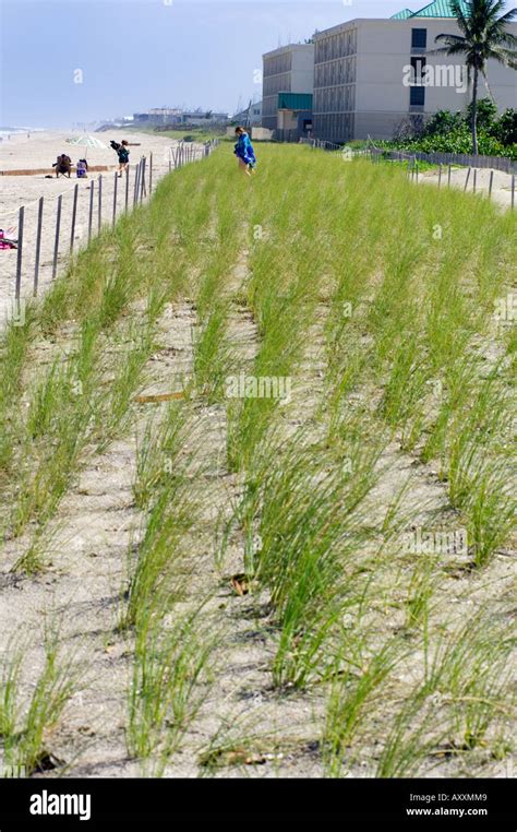 Protected Coastal Beach Sand Dune Restoration Planting Recovery
