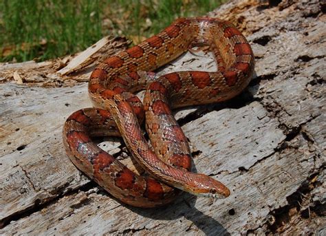 Red Rat Snake Corn Snake Florida Backyard Snakes Rat Snake Red