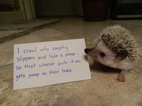 Funny Little Hedgehog Shaming