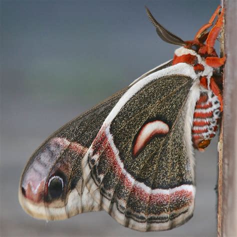Moth Fact Cecropia Moths Hyalophora Cecropia Are The Largest Native