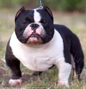 Booking open at best dogs. Bullseye American Exotic Bully | Exotic Pocket American ...