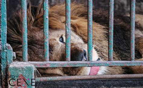How You Can Save Egypts Animals From Dying In Its Horrid Zoos