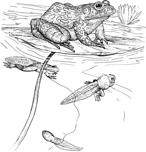 Anyway, if you've been looking for frog coloring pages for your little prince and princess, this is the right post for you. Free Frog Coloring Pages
