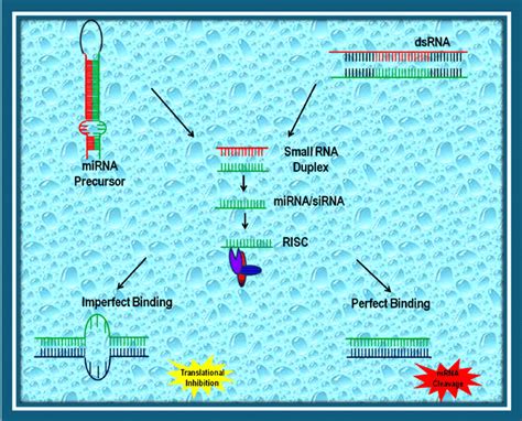 2 rna interference pathway and its components download scientific diagram