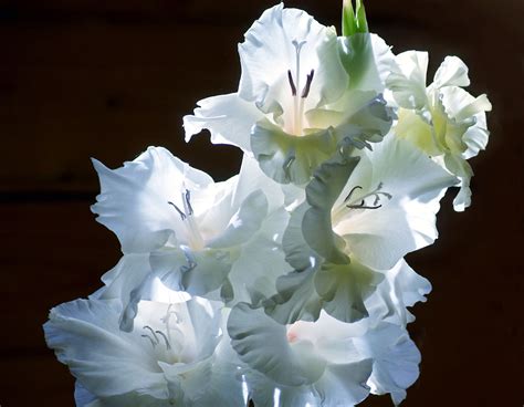 Beautiful Gladiolus Flowers On The Glade Wallpapers And Images