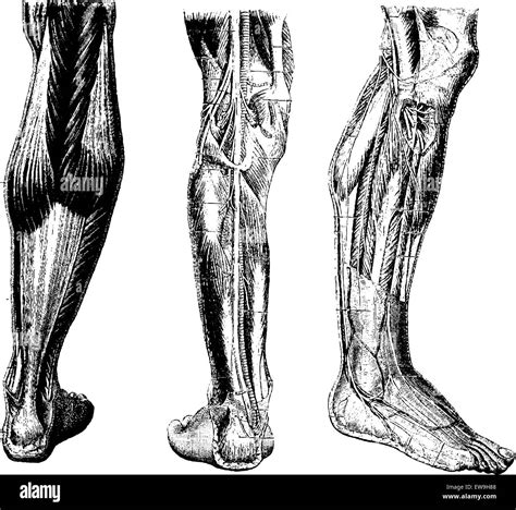Human Leg Showing Posterior Surface Left Deep Posterior Region