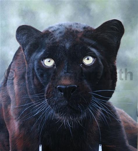 Clive Meredith Wildlife Art Black Leopard 175 X 16 Oil On Board