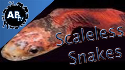 Scaleless Snakes Snakebytestv Animalbytestv Youtube