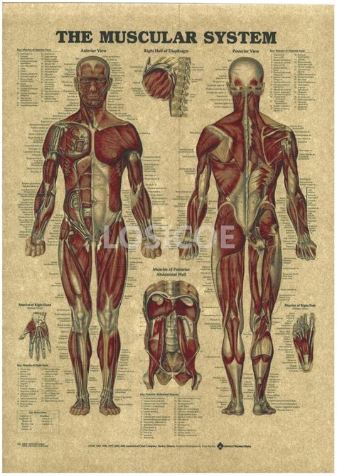Vintage Medicine Human Anatomy Posters Kraft Paper Painting Wall Sticker Print Art Hospital