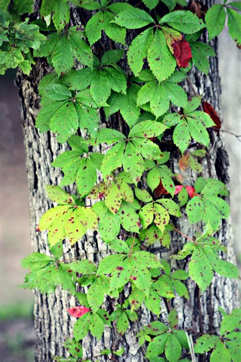 Free Images Tree Nature Wood Vine Flower Trunk Produce Ivy