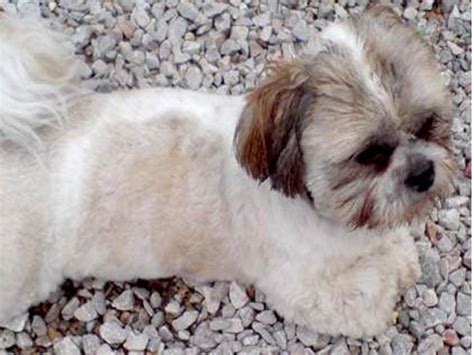 Lovely Pets Shih Tzu Puppies