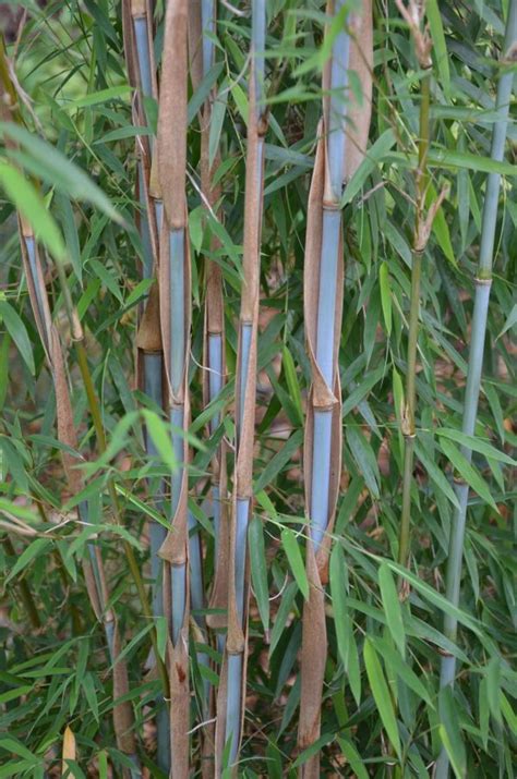 Bambous non traçants Pépinière Vert Tige