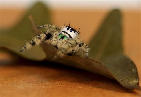 Meet The Jumping Spider Discovery Place Nature