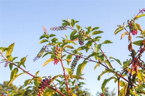 American Pokeweed Plant With Berries Stock Photo Image Of Natural