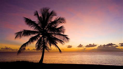 Nature Palm Tree Beach Sea Sky Sunset Silhouette