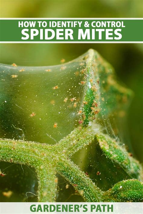 How To Detect And Control Spider Mites Gardeners Path