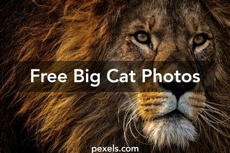 1000 Engaging Big Cat Photos · Pexels · Free Stock Photos