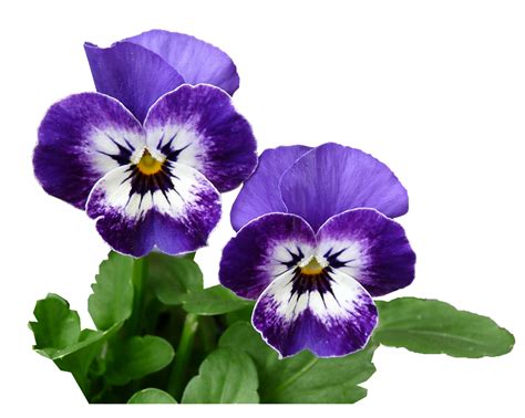 Free Image On Pixabay Pansy Purple Plant Garden Pansies Flowers