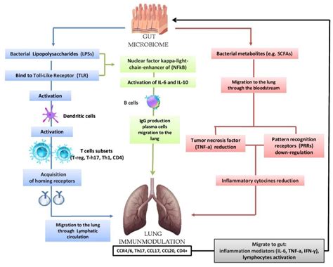 Respiratory System And Its Microbiome Encyclopedia Mdpi