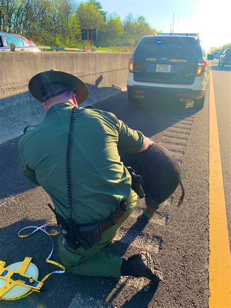 No Lasso No Problem Thp Trooper Saves A Pig Loose On I 40