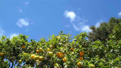Orange Trees With Green And Orange Fruits Ripening At Sunny Day Stock