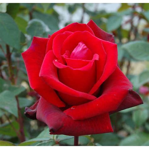 See more of images of roses on facebook. Red Rose Flower, रेड रोज, लाल गुलाब - Vetrivelu Exports ...