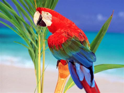 Parrot Wallpaper Wallpapersafari