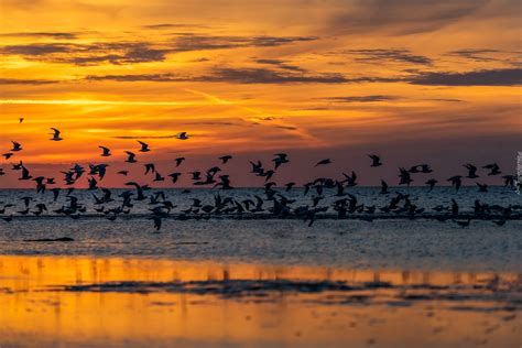 Ptaki Nad Morzem O Zachodzie Słońca