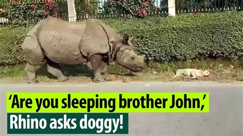 Viral Video Giant Rhino Wakes Up Dog Watch Its Hilarious Reaction
