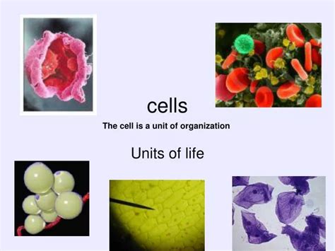 Ppt Cells Powerpoint Presentation Free Download Id6853122