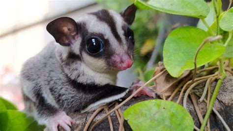 Is Your Sugar Glider Not Eating Here Are 4 Possible Reasons Why Fur