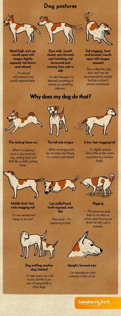 A Chart That Will Help You Finally Understand Your Dog Dog Care Pets
