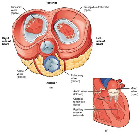 Heart Anatomy Anatomy And Physiology Ii