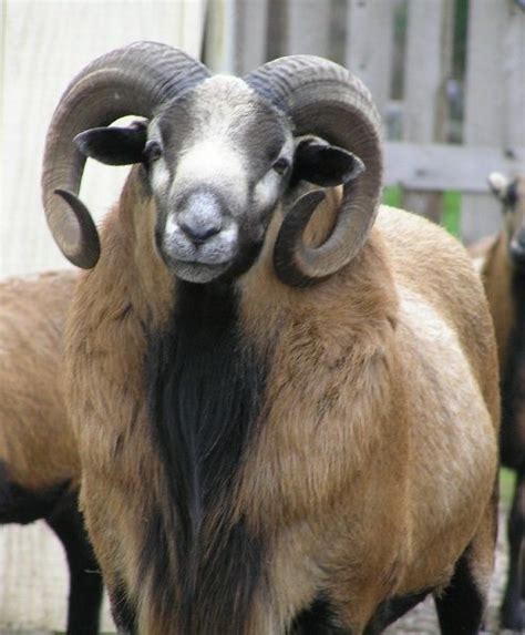 Breeds Of Livestock American Blackbelly Sheep — Breeds Of Livestock