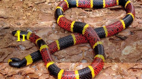 Interesting Coral Snake Facts Youtube