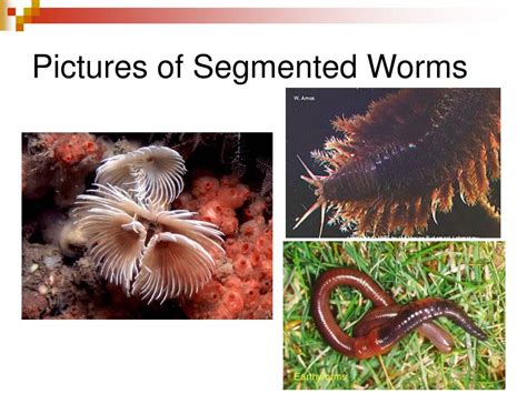 Ppt Mollusks And Segmented Worms Powerpoint Presentation Free Download Id664735
