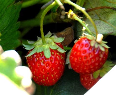 The 5 Easiest And Yummiest Fruits To Grow In A